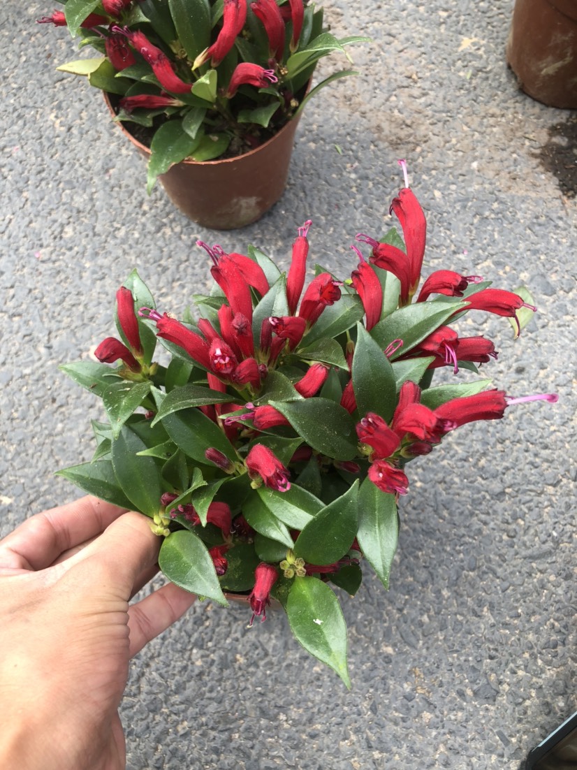 新品种口红花卉盆栽直立吊兰